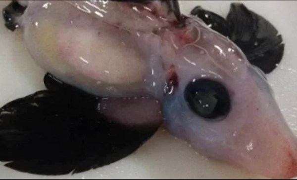 Hallan un extraño tiburón bebé fantasma [FOTOS]