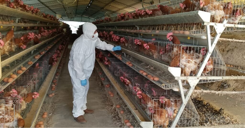 Bolivia asegura no tener casos de gripe aviar actualmente