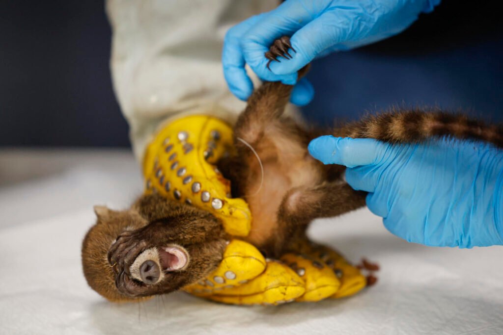 Panamá: Más de 750 animales desnutridos y desorientados son rescatados del tráfico