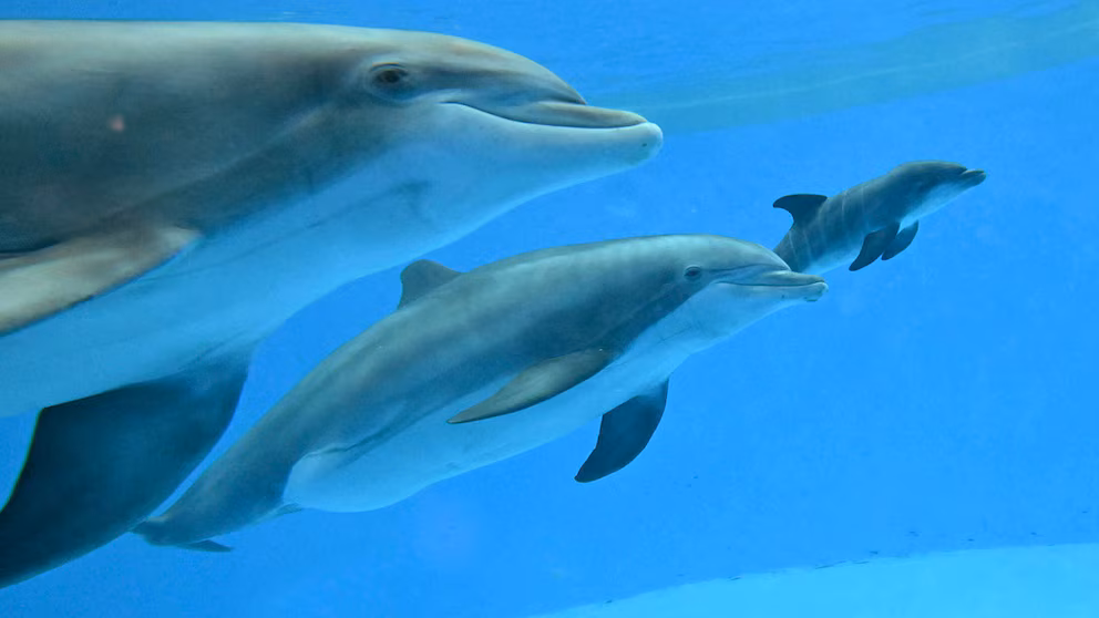 Más de 3.000 delfines sufren en cautiverio en instalaciones turísticas