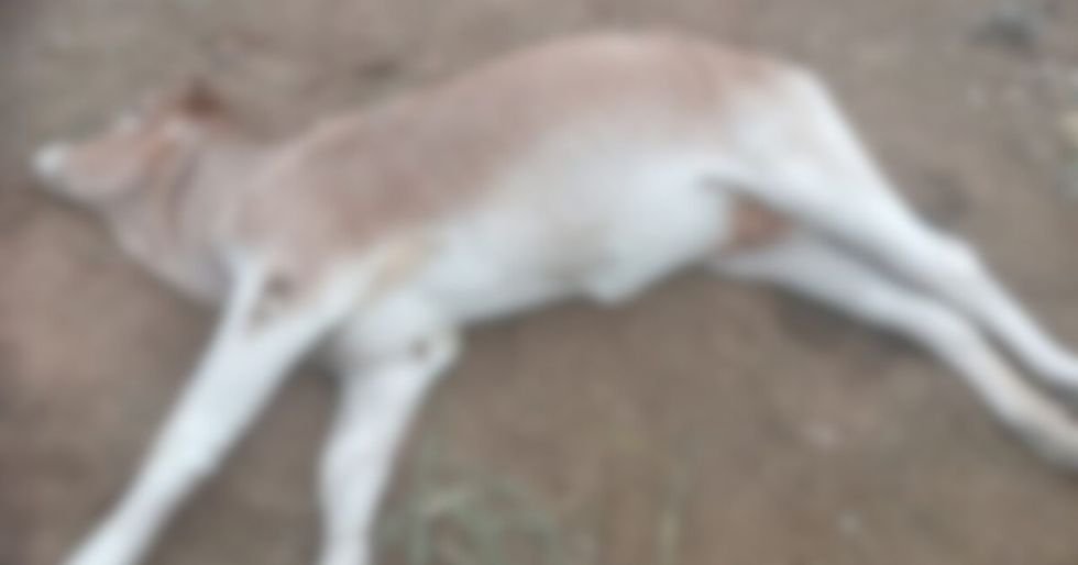 Más de 160 reses muertas por clostridium en Macharetí: ganaderos denuncian falta de apoyo