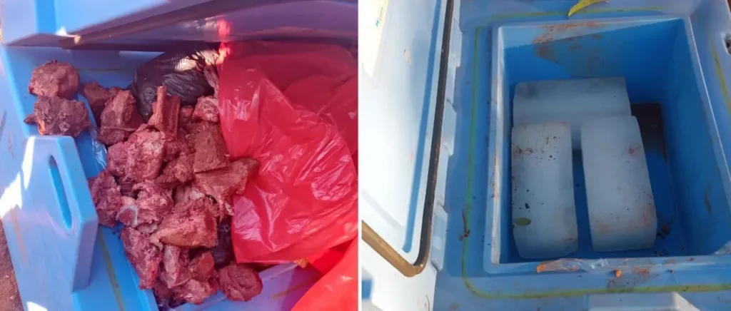 Sacaron vacunas y pusieron carne en el recipiente; ahora serán procesados