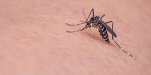 Brote en el Índico podría desatar nueva epidemia regional