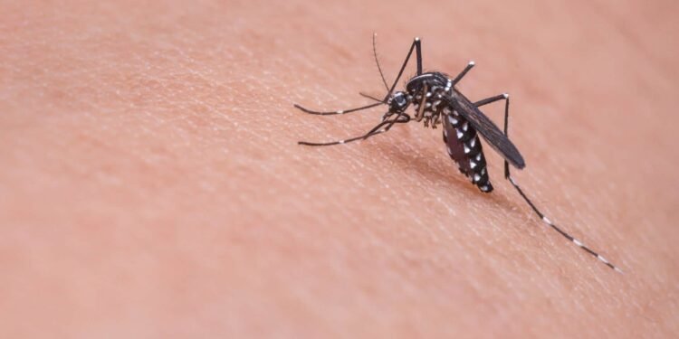 Brote en el Índico podría desatar nueva epidemia regional