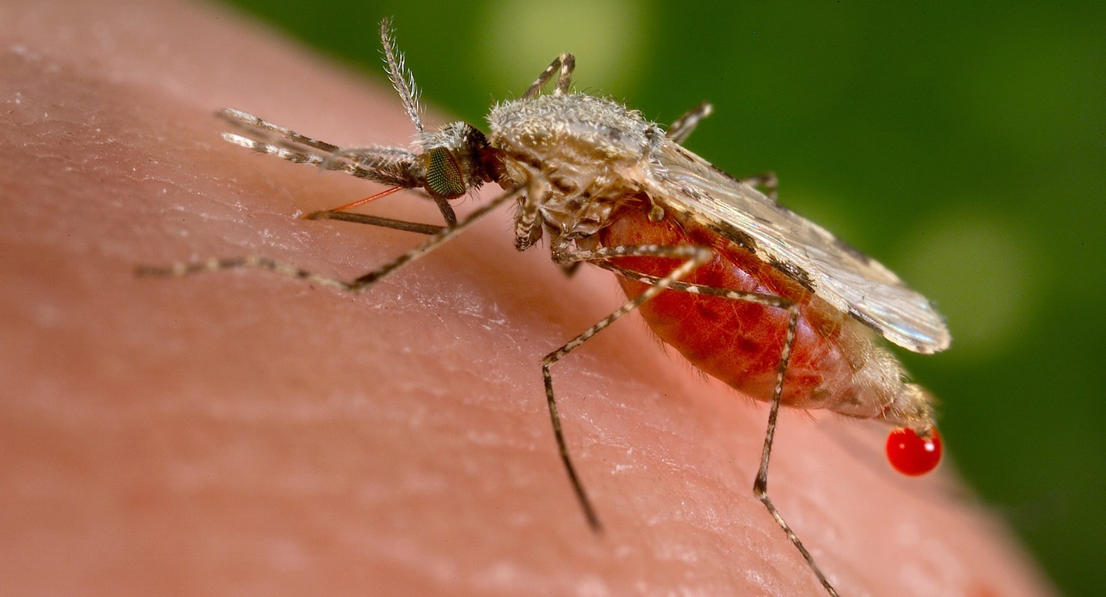 Ministerio de salud destina Bs 1,4 millones para combatir la malaria en el Beni