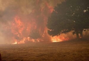 más de un millón de hectáreas arrasadas
