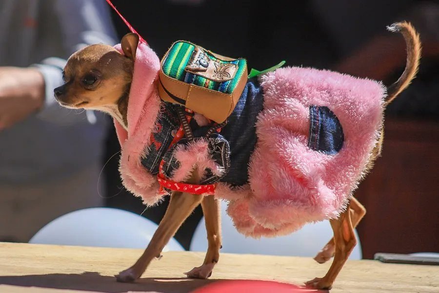 "Patitas con estilo", una pasarela canina contra el abandono de mascotas