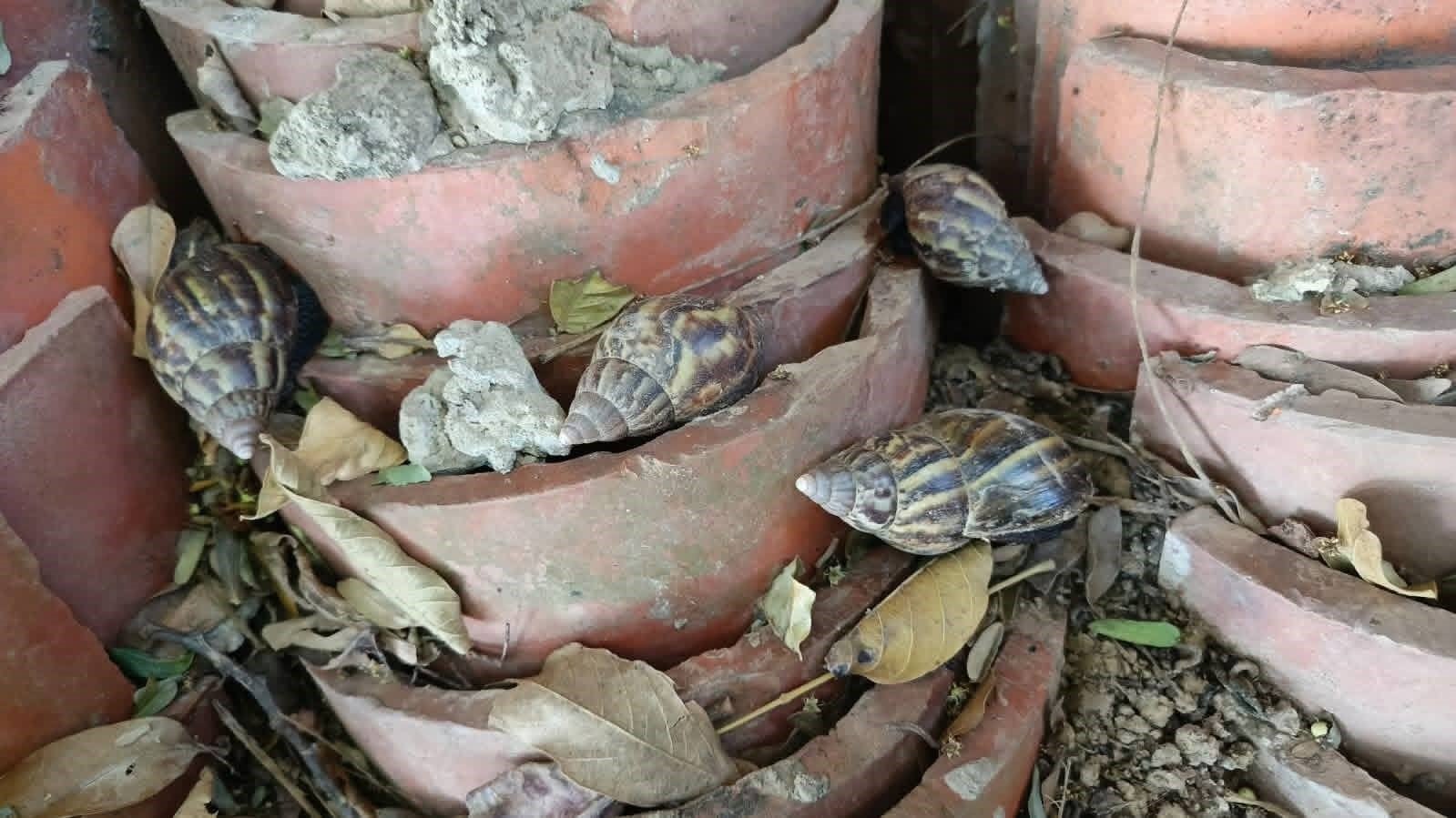 Beni: Senasag reactiva programa para erradicar el caracol gigante africano