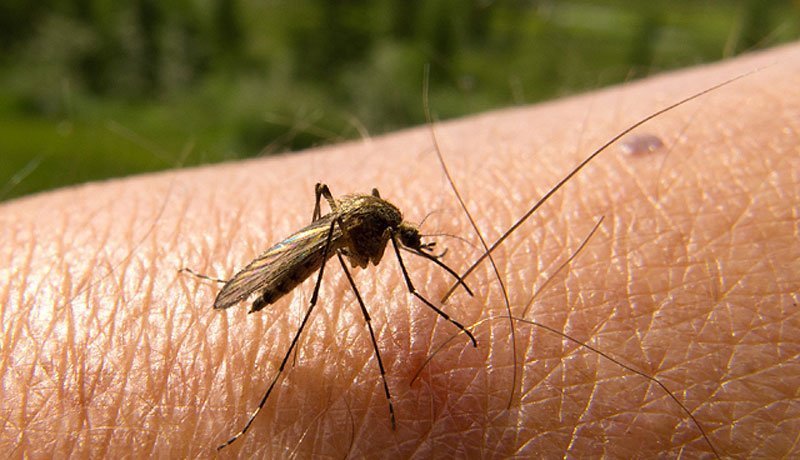 Aumento de dengue en Pando: reportan 272 casos en 2025