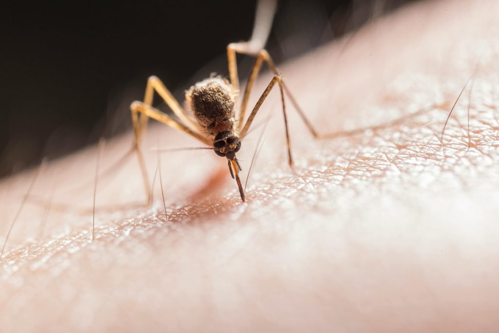 Día Mundial del Mosquito: un llamado a la acción global ante enfermedades