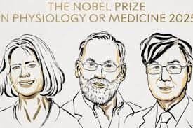 Nobel Medicina a Brunkow, Ramsdell y Sakaguchi por la tolerancia inmunológica periférica