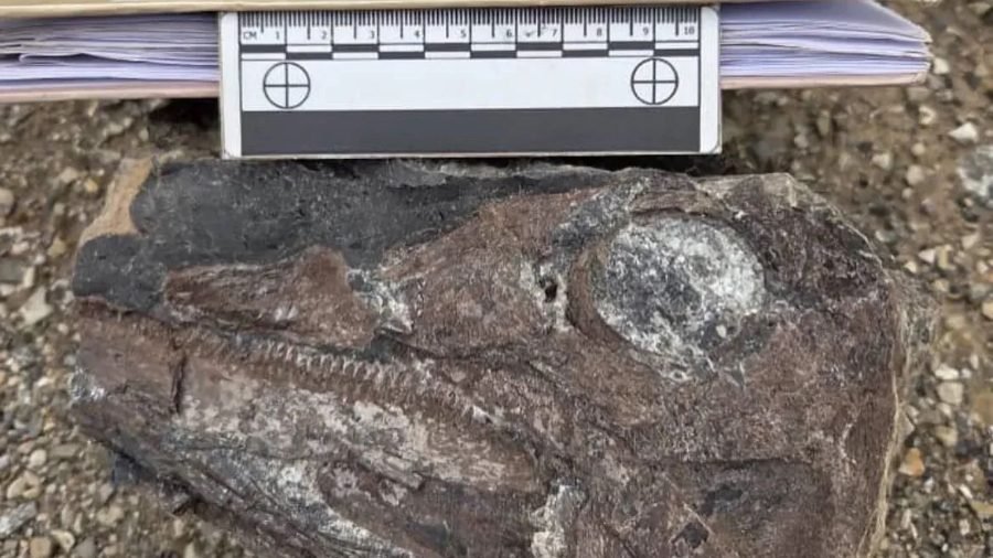 Restos fósiles del primer ictiosaurio fueron hallados en Táchira