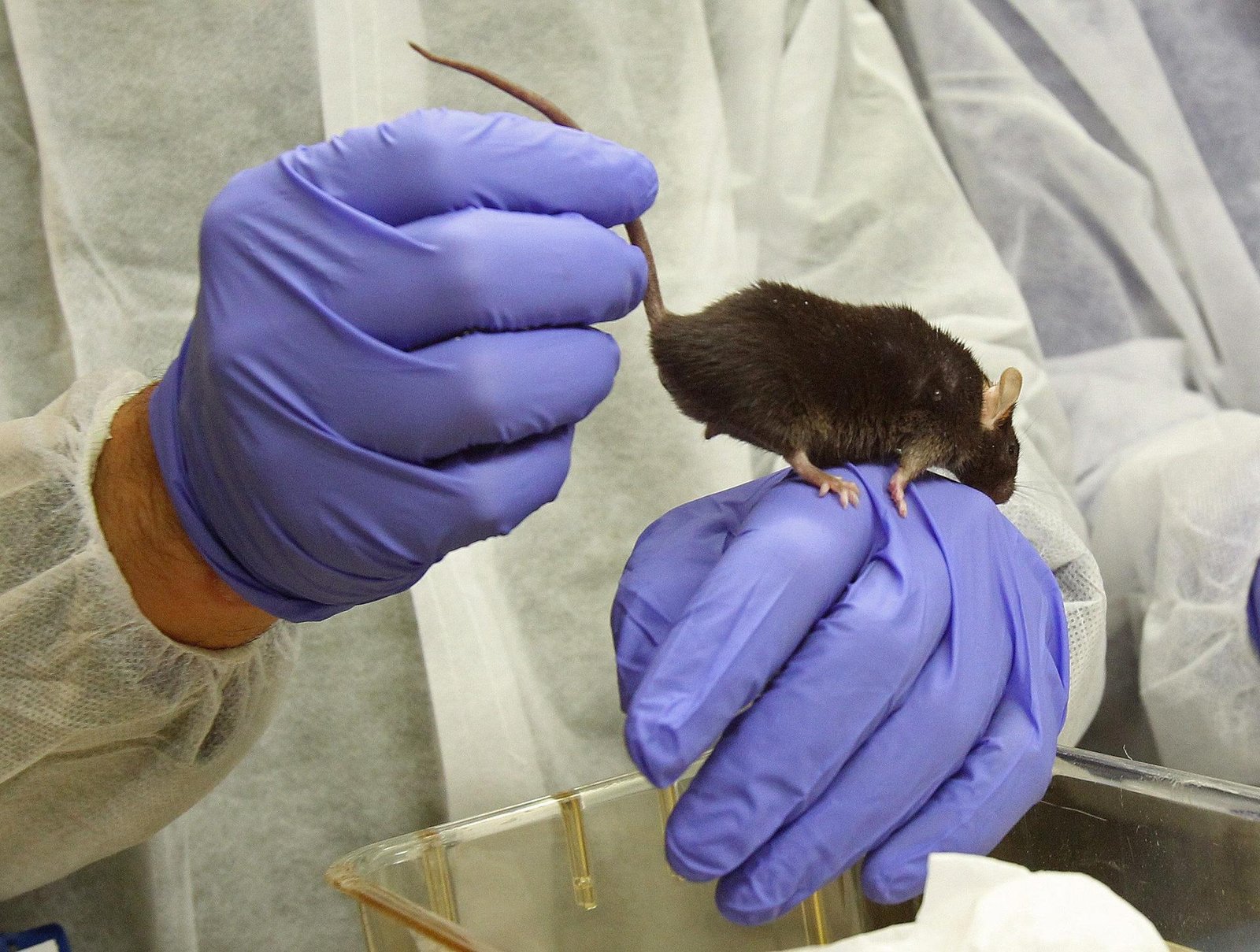 Entorno estimulante mejora la memoria en la infancia, revela estudio