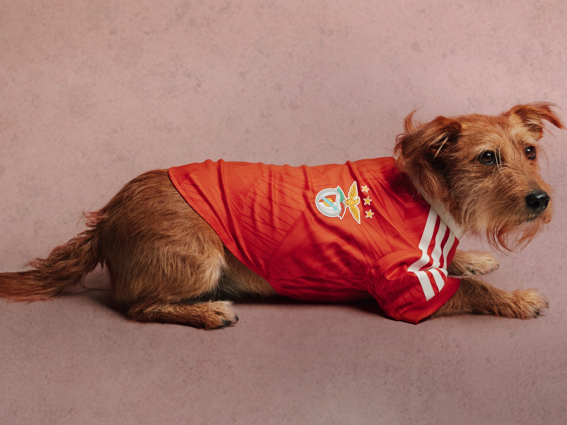 adidas-originals-fc-rave-style-colección-de-mascotas