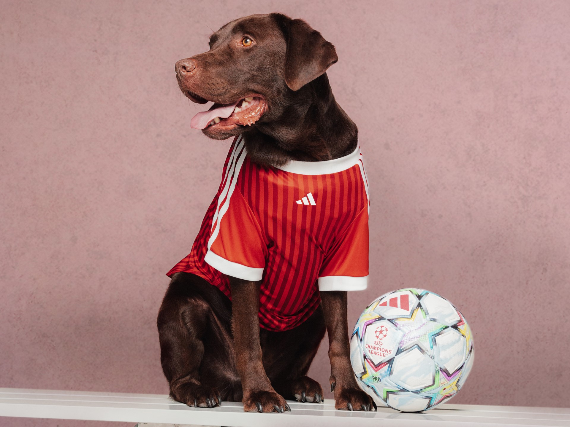 adidas-originals-fc-rave-style-colección-de-mascotas
