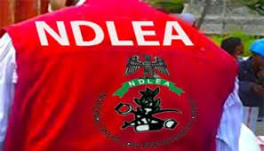 La-NDLEA-destruye-cocaina-heroina-opioides-y-otros-productos-por.jpeg