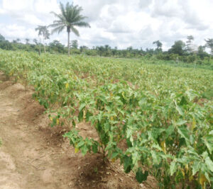 Granjero-encontrado-muerto-en-una-plantacion-de-cacao-despues-de.jpg