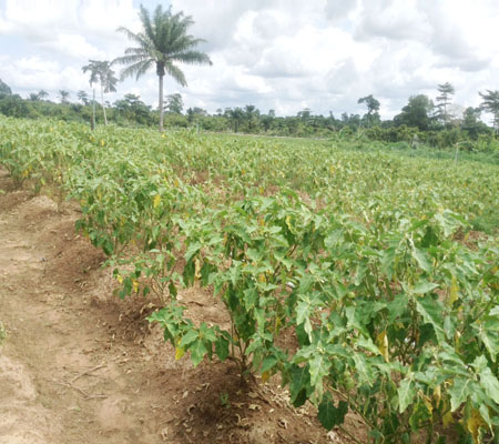 Granjero-encontrado-muerto-en-una-plantacion-de-cacao-despues-de.jpg