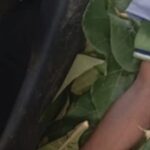 Hallan cadáver de un hombre en el bosque de Kaduna