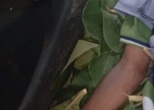 Hallan-cadaver-de-un-hombre-en-el-bosque-de-Kaduna.jpeg