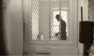 Un-sudafricano-de-22-anos-condenado-a-20-anos-de.jpg