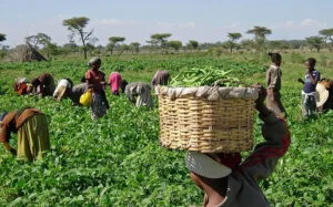 FG-avanza-para-expandir-la-agricultura-durante-todo-el-ano.webp