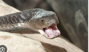 Nigeria-registra-43000-mordeduras-de-serpiente-y-2500-muertes-al.jpeg