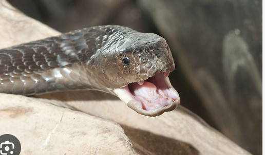 Nigeria-registra-43000-mordeduras-de-serpiente-y-2500-muertes-al.jpeg