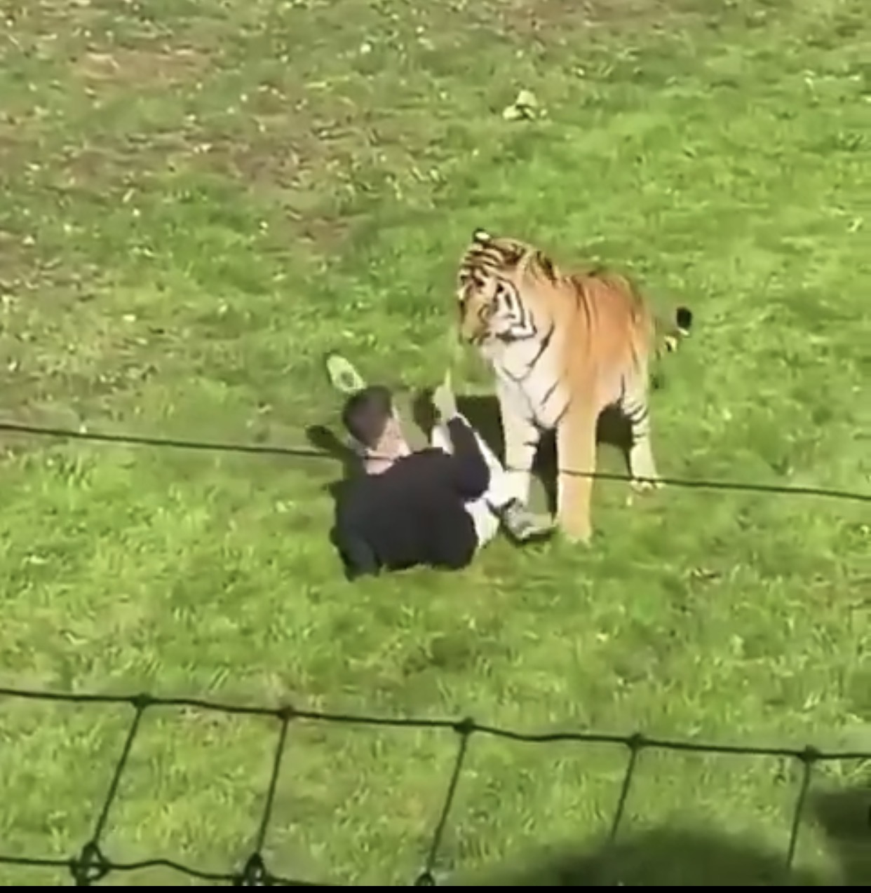 Hombre atacado hasta el día 3 después de ingresar al recinto de tigres en un parque de vida silvestre del Reino Unido (video)
