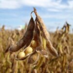 India investiga 380.868 toneladas de importaciones de soja procedentes de Níger por cuestiones de origen