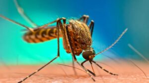 La-prevalencia-de-la-malaria-cae-al-152-en-Nigeria.jpg