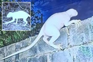 Misteriosa-bestia-calva-con-extremidades-y-cola-extranamente-largas-aterroriza.jpg